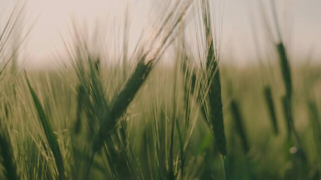harvest of green wheat in the farm field, agriculture, rye seeds on land plantation, grain cultivated by soil visas, summer harvest of farmers, wheat flour and bread production business, healthy food.
