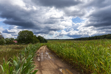 rural road in the field after the rain