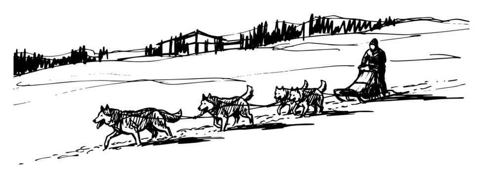 dog sledding with huskies in winter landscape sketch vector