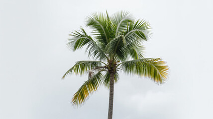 Tropical Palm Tree  Summer Vacation  Exotic Island  Green Leaves  Nature  Paradise