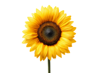 Vibrant sunflower isolated on black background botanical photography, Isolated On White, Png, Transparent Background