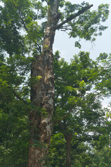 Magnificent Camphor Tree with Lush Foliage