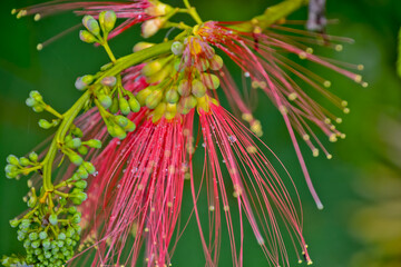 close up view of beautiful peacock flowers in the garden