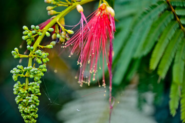 close up view of beautiful peacock flowers in the garden