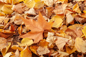 Hojas de otoño de arces. Hojas de otoño a la luz del sol. Fondo de otoño natural. Follaje, hojas que caen de fondo. Hoja de otoño. La caída de las hojas de fondo.