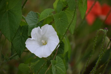beautiful flowers in the garden © MARIA