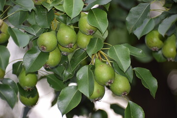 fresh pears on branch © MARIA