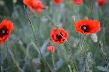 Obraz premium poppies flowers in the field