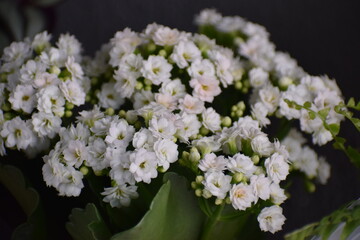 white flowers on black background © MARIA