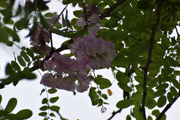 beautiful botanical shot, natural wallpaper © MARIA