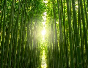 Fototapeta premium Sunlight Path Through Dense Bamboo Forest