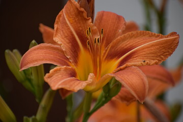 close - up of orange lily flower © MARIA