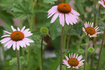 close up of amazing flowers blooming © MARIA