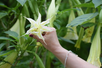 woman 's hand holding a flower in the garden © MARIA