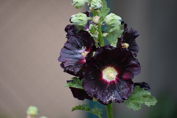 close up of beautiful flowers © MARIA