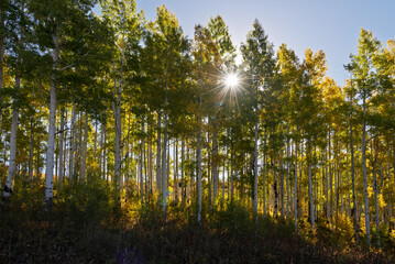 The sunlight filters through golden trees beneath a wide blue sky—this is autumn in Aspen Country.