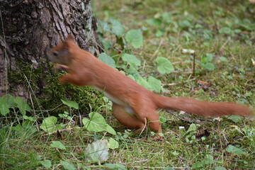 red squirrel on the tree in the forest. © MARIA
