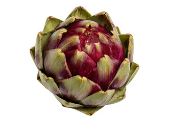 Fototapeta premium Artichoke Singular Artichoke