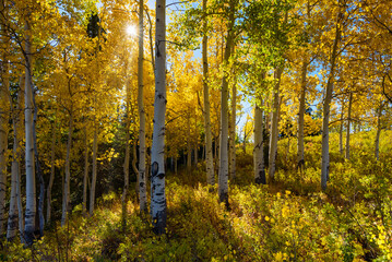 Sunlight through aspen trees. Leaves glow under the sun