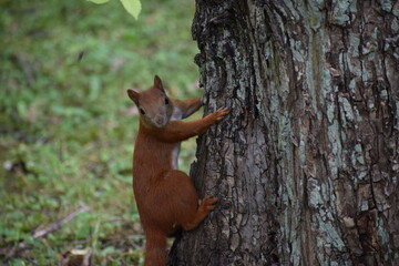 red squirrel eating nut © MARIA