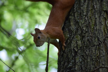 squirrel in the forest