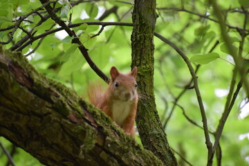 squirrel in the forest © MARIA