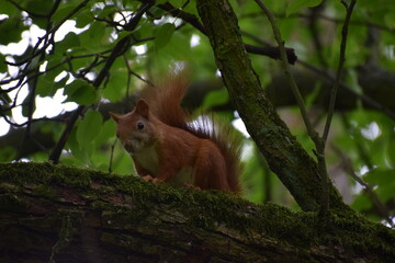 squirrel in the forest © MARIA