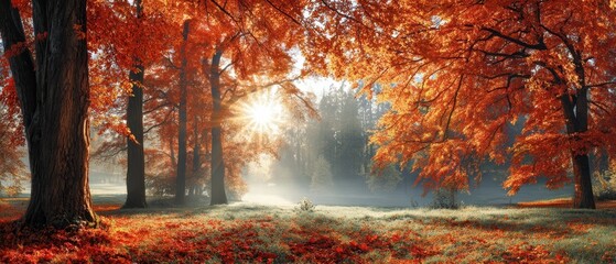 The Vibrant Autumn Forest Illuminated by Soft Morning Sunlight