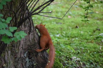 red squirrel on a tree © MARIA