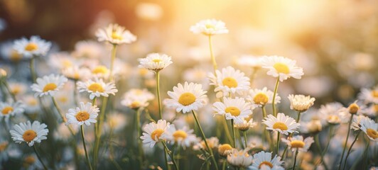 The blooming daisies basking in golden sunlight on a serene field.