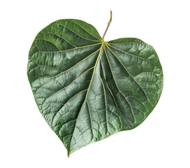 heart shaped leaf on transparent background