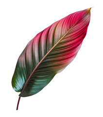 tropical leaf isolated on white background
