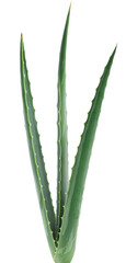 aloe vera plant isolated on white background.
