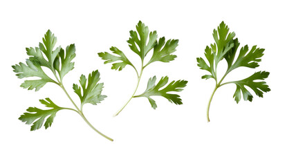 fresh parsley sprigs isolated on white background