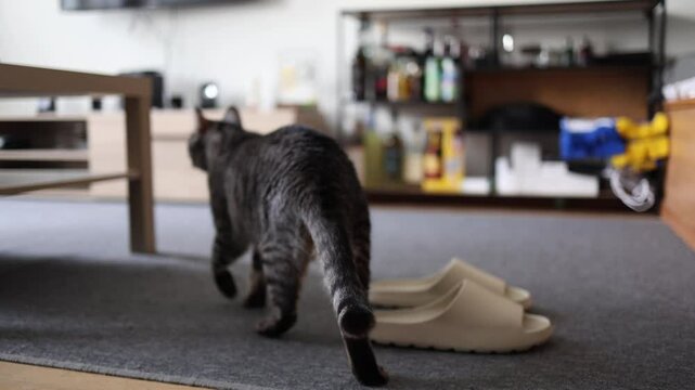 Tabby cat walks away across the carpet past house slippers and furniture in a cozy apartment capturing a candid moment of everyday indoor pet life