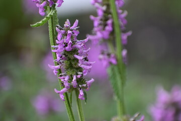 a selective focus shot of purple flower © MARIA