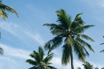 Palm trees and a clear blue sky on a sunny day.
