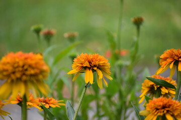 beautiful flowers in the garden © MARIA – Nature