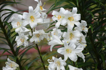 white lily in the garden © MARIA