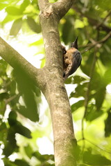 The ashy woodpecker (Mulleripicus fulvus) is a species of bird in the woodpecker family Picidae. It is endemic to Sulawesi island, Indonesia.