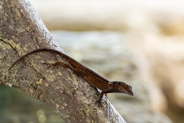 Crested anole (Anolis cristatellus), in the Cahuita National Park in the Costa Rican Caribbean