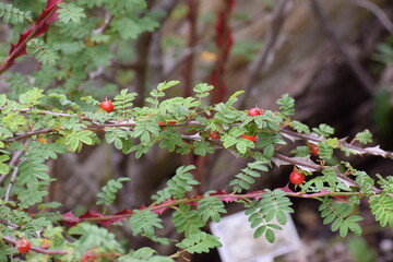 a closeup of wild berries of red currants on the tree in the sunlight © MARIA