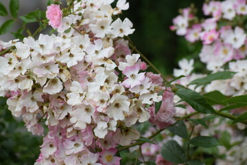 beautiful blooming flowers, nature background © MARIA