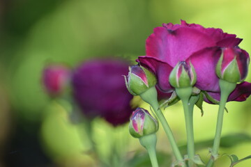 beautiful flowers in the garden © MARIA