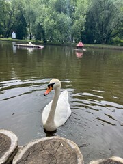swan on the lake