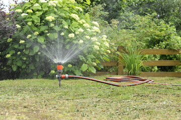 A garden hose with sprinkler is spraying water next to a yellow wooden hedge in a summer garden on the background of shrubs and garden plants.