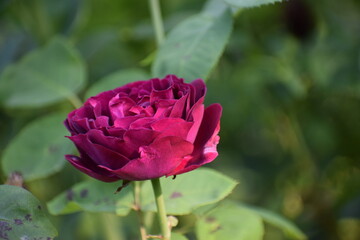 beautiful pink flower in the garden