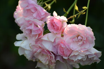 beautiful pink roses in the garden © MARIA