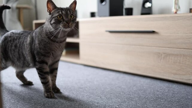 Curious tabby cat walks across the room sniffing attentively exploring the home environment with alert eyes and cautious steps in a quiet domestic setting