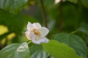 close up view of beautiful white flower in the garden © MARIA